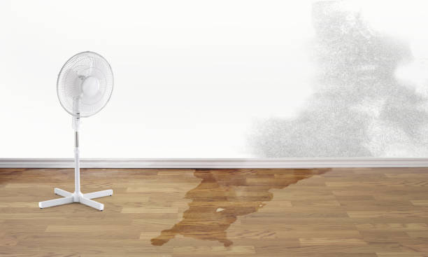 Best Ceiling water damage repair  in New Union, TN